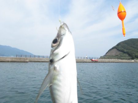 アジをもとめて